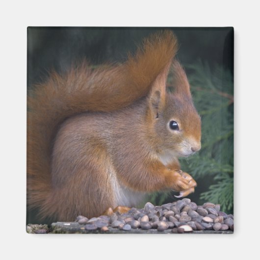 Nut Brunch Magnet (Voorkant)