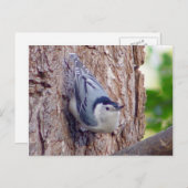 Nuthatch Bird Briefkaart (Voorkant / Achterkant)