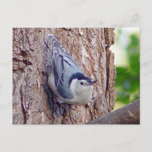 Nuthatch Bird Briefkaart (Voorkant)