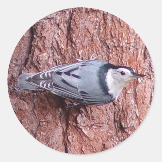 Nuthatch Bird Stickers (Voorkant)