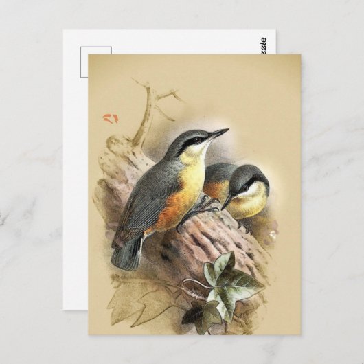 Nuthatch Birds Briefkaart (Voorkant / Achterkant)