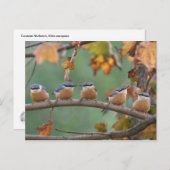 Nuthatch briefkaart (Voorkant / Achterkant)