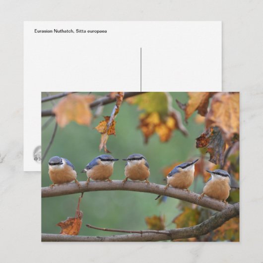 Nuthatch briefkaart (Voorkant / Achterkant)