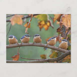 Nuthatch briefkaart