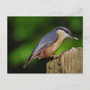 Nuthatch Briefkaart