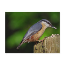 Nuthatch Briefkaart
