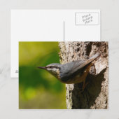 Nuthatch Briefkaart (Voorkant / Achterkant)
