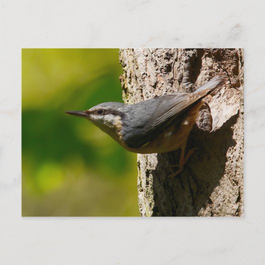 Nuthatch Briefkaart (Voorkant)
