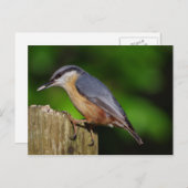 Nuthatch Briefkaart (Voorkant / Achterkant)
