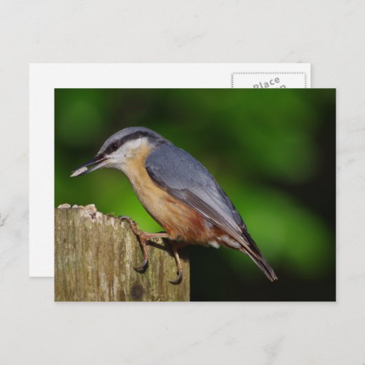 Nuthatch Briefkaart (Voorkant / Achterkant)