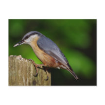 Nuthatch Briefkaart