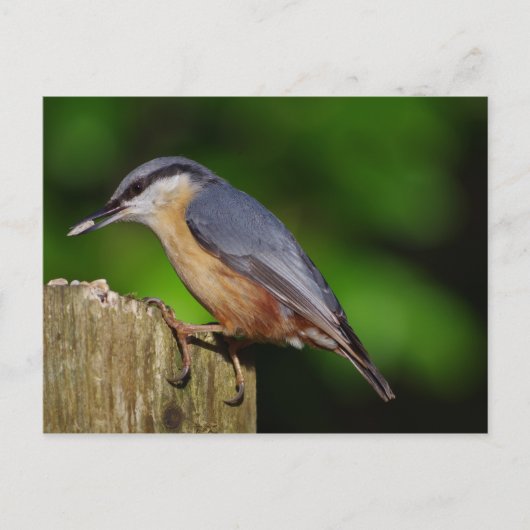 Nuthatch Briefkaart (Voorkant)