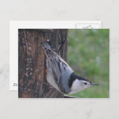 Nuthatch Briefkaart (Voorkant / Achterkant)