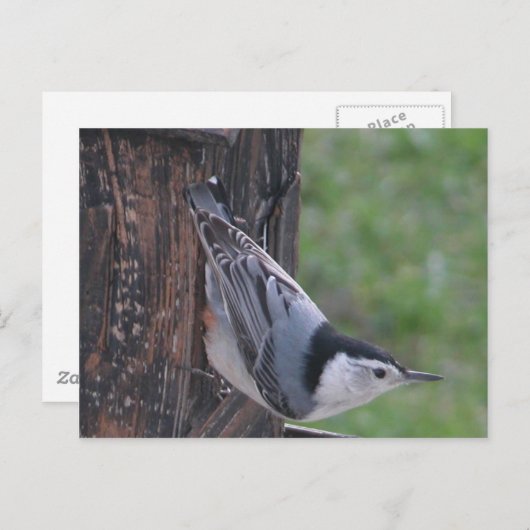 Nuthatch Briefkaart (Voorkant / Achterkant)
