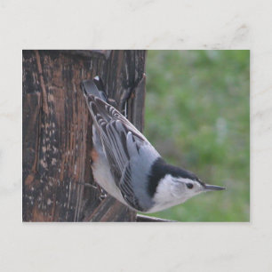 Nuthatch Briefkaart