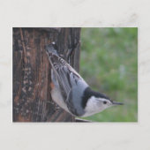Nuthatch Briefkaart (Voorkant)