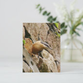 Nuthatch Briefkaart (Staand voorkant)