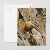 Nuthatch Briefkaart (Voorkant / Achterkant)