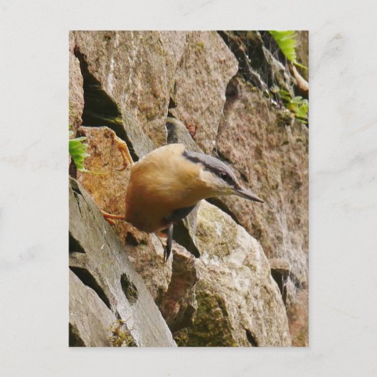 Nuthatch Briefkaart (Voorkant)
