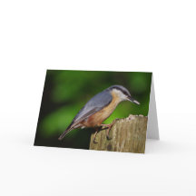 Nuthatch de Kaart van Groeten
