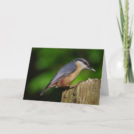 Nuthatch de Kaart van Groeten