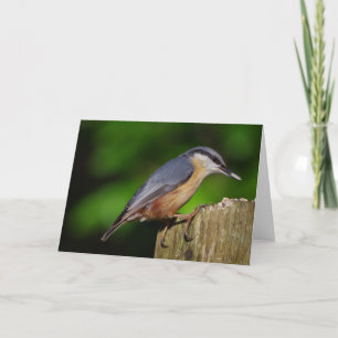 Nuthatch de Kaart van Groeten