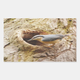Nuthatch en Woodpecker Hole Sticker