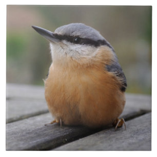 Nuthatch foto tegeltje
