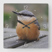 Nuthatch foto