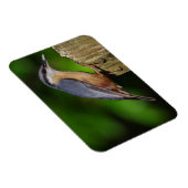 Nuthatch Koelkast Magnet Magneet (Rechterzijde)