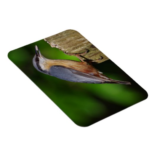 Nuthatch Koelkast Magnet Magneet (Rechterzijde)