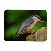 Nuthatch Koelkast Magnet Magneet (Horizontaal)
