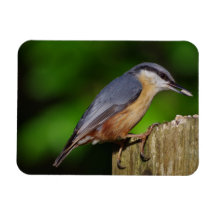 Nuthatch Koelkast Magnet