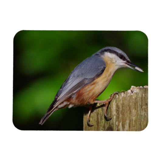 Nuthatch Koelkast Magnet Magneet (Horizontaal)