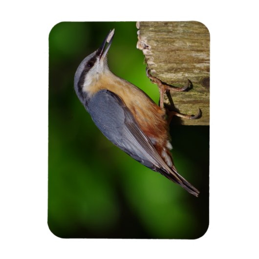 Nuthatch Koelkast Magnet Magneet (Verticaal)