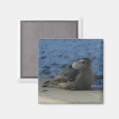Nuthatch Magneet (Voorkant / Achterkant)