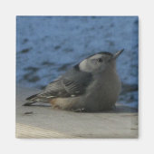 Nuthatch Magneet (Voorkant)