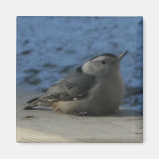 Nuthatch Magneet (Voorkant)