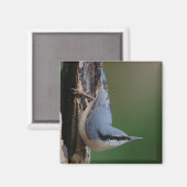 Nuthatch magneet (Voorkant / Achterkant)