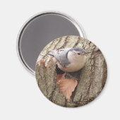 Nuthatch Magnet, met witte korst Magneet (Voorkant / Achterkant)