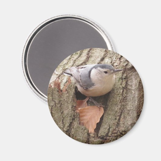 Nuthatch Magnet, met witte korst Magneet (Voorkant / Achterkant)