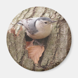 Nuthatch Magnet, met witte korst Magneet