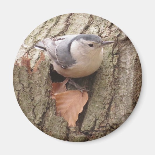 Nuthatch Magnet, met witte korst Magneet (Voorkant)