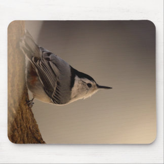 Nuthatch_Muismat Muismat