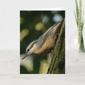 Nuthatch op een boomkaart kaart (Voorkant)