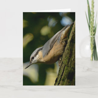 Nuthatch op een boomkaart kaart