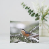 Nuthatch op Snowy Branch in Winter Briefkaart (Staand voorkant)