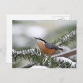 Nuthatch op Snowy Branch in Winter Briefkaart (Voorkant / Achterkant)