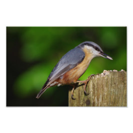 Nuthatch Photo Print Foto Afdruk