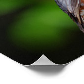 Nuthatch Poster (Hoek)